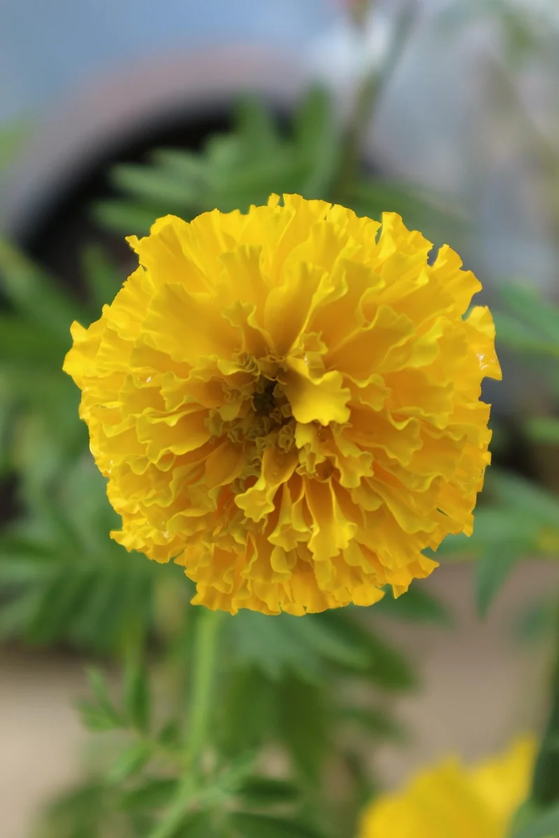 calendula oil for dry skin winter skincare strategy product