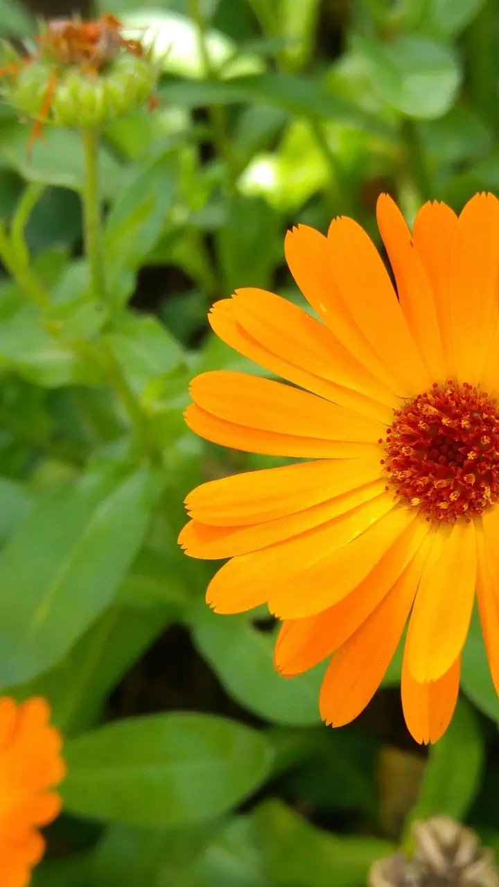 diy calendula oil face serum for anti aging