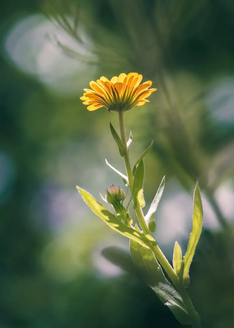 diy calendula oil hair rinse for shine softness