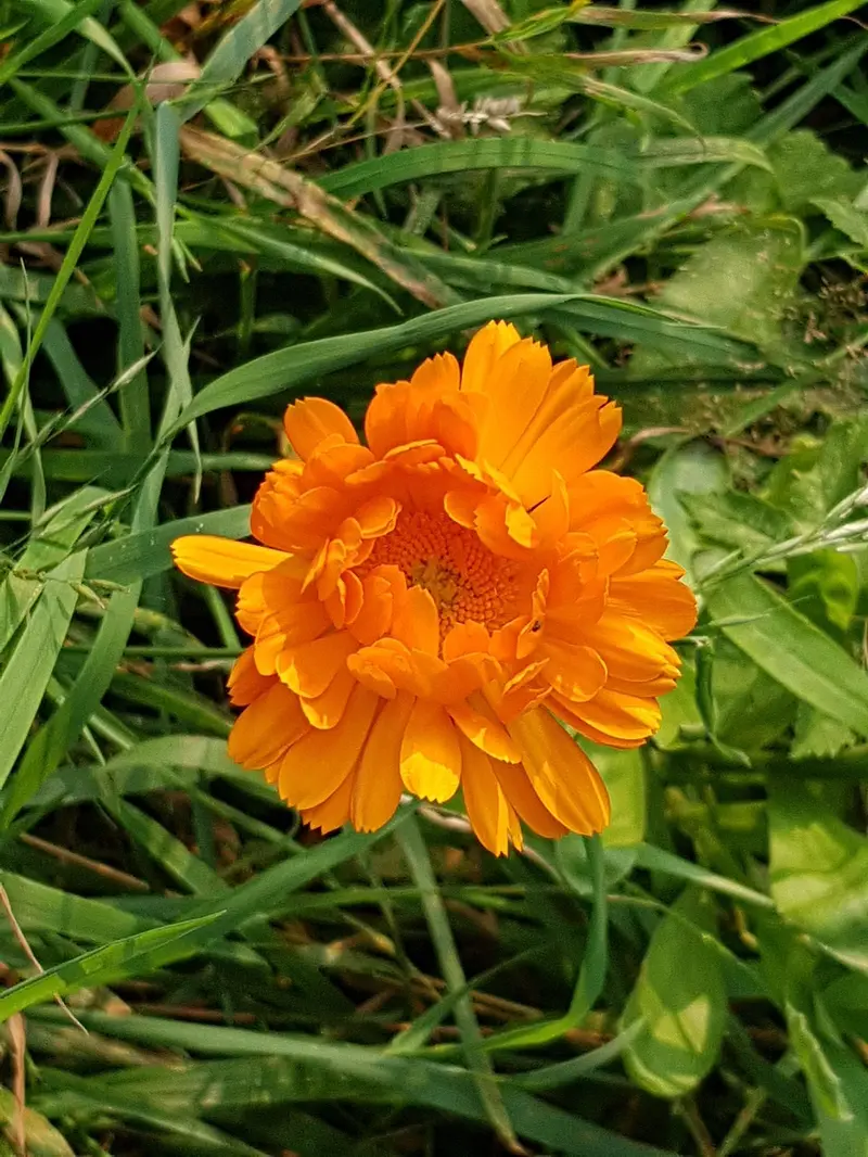 how to incorporate calendula oil into your babys bath