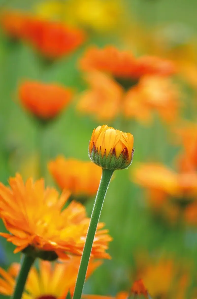 summer calendula oil skincare lightweight protection repair